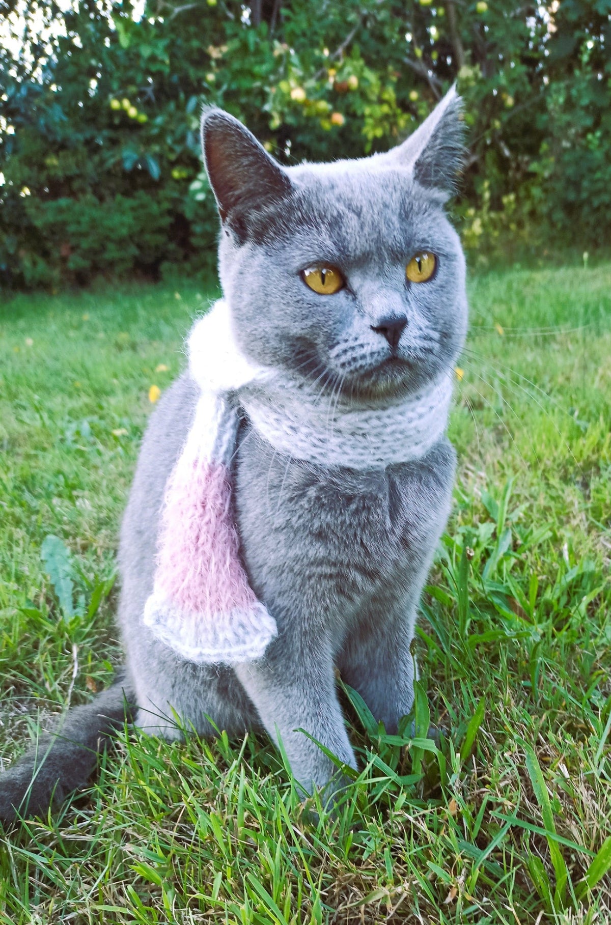 Graues BKH Kätzchen mit Strickschal